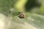 Coccinella Coccinella