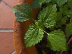 .: macro sul balcone :. .: macro sul balcone :.