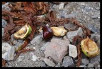 Castagne #2 Castagne #2