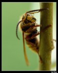 Che sudata! Che sudata!