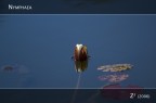 Nymphaea Nymphaea