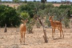 Impala Impala