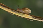 Dedicata a Pigi che ha saputo consolarmi in un momento di macro depressione fulminea anzi flash per restare in tema! ora  tutto ok!