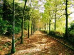 In fondo al viale In fondo al viale