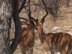 Così impala Così impala