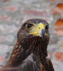 rapace rapace