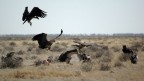 un gruppo di avvoltoi e di sciacalli si stanno azzuffando per una carcassa abbandonata da un predatore (namibia 2006)
