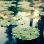 chlorophyl chlorophyl