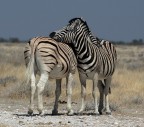 le zebre hanno questo enorme testone e, appena possono, si appoggiano l'un l'altra per riposarsi (namibia 2006)