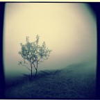 Mountain tree Mountain tree