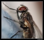 Piccola Mosca... Piccola Mosca...