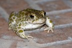 Bufo Viridis Bufo Viridis