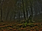 Tra la nebbia Tra la nebbia
