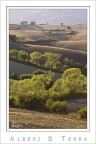 Alberi &amp; Terra