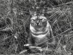 Nerone Nerone