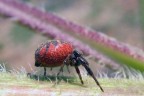 1.125
f7.5
iso 200
un vecchio scatto per non farvi dimenticare di me