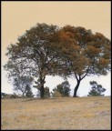 Due Alberi innamorati Due Alberi innamorati