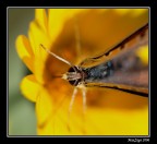 Ritratto di farfalla Ritratto di farfalla