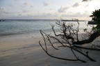 Maldives - Mangrovia Maldives - Mangrovia