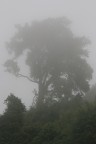 Kenia - Pluvial Forest Kenia - Pluvial Forest