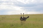 Kenia - Ostriches Kenia - Ostriches