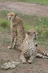 Kenia - Cheetahs Kenia - Cheetahs