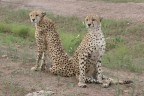 Kenia - Cheetahs Kenia - Cheetahs