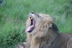 Kenia - Lion yawning Kenia - Lion yawning