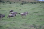 Kenia - Gnu Kenia - Gnu
