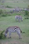 Kenia - Zebras Kenia - Zebras