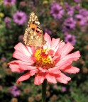 Crop+resize di farfalla.
Fotografata con Fuji S5500, 1/550s, F 4.0, ISO 100, JPEG; modalit macro senza cavalletto.