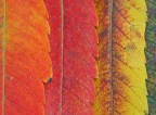 I colori delle foglie I colori delle foglie