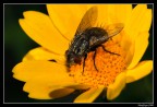 Mosca golosa Mosca golosa