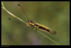 Libelloides longicornis Libelloides longicornis
