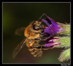 Piatto ricco... Piatto ricco...