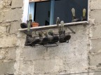 che cactus di scarpe che cactus di scarpe