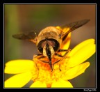 Lasciami mangiare ! Lasciami mangiare !