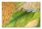Il piccolo autunno di una coccinella Il piccolo autunno di una coccinella