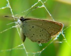 intrappolata....