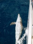 delfino che gioca delfino che gioca