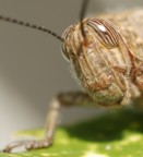 cavalletta07 cavalletta07