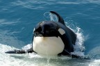 orca orca