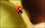 Coccinella Coccinella