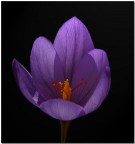 simply crocus simply crocus