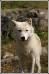 Lupo Bianco Lupo Bianco