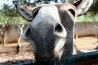 Un asino che stava per baciarmi l'obiettivo.Foto simpatica da mostrare