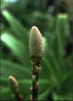 Fiore