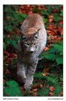 Lince Lince