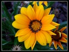Fiore giallo del giardino di casa mia fotografato con la S5600 e filtro close up +4