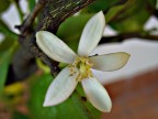 Primavera di Ottobre Primavera di Ottobre
